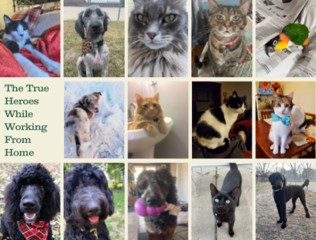 "The True Heroes While Working From Home," collage of pets