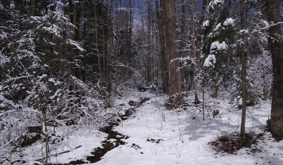 Winter trail through the forest